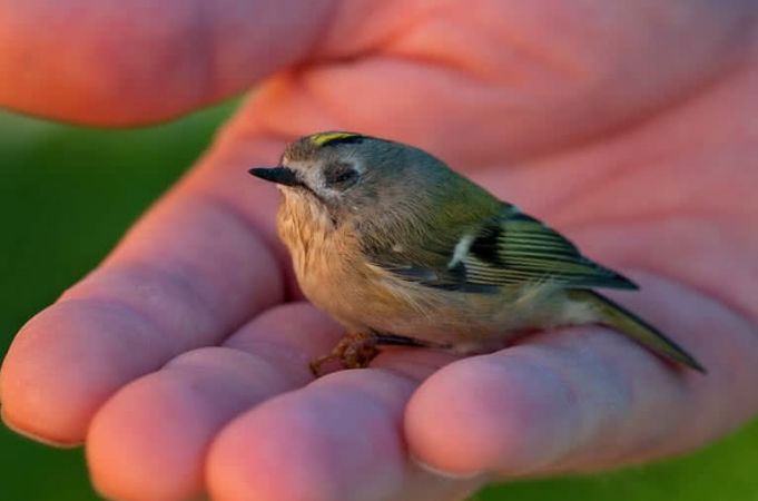 गंगा किनारे छोटे प्रजाति के पक्षियों की संख्या में वृद्धि