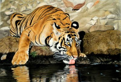ढाई दशक बाद गुजरात के जंगलों में दिखा बाघ, सीसीटीवी कैमरे में कैद हुई चहल-कदमी