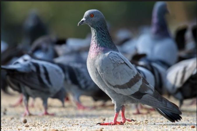 Cruel human tortured a pigeon to death in his resident building