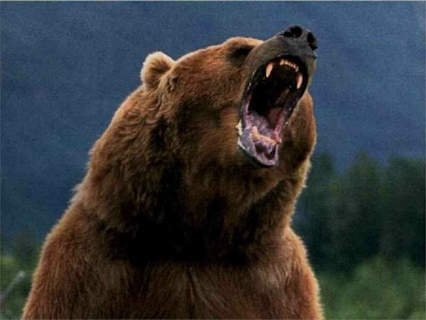 जंगली भालू ने किया एक साथ तीन लोगों पर हमला, एक की मौत दो घायल
