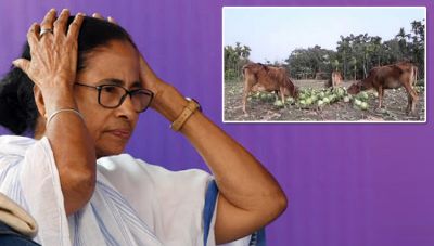 'दीदी' के राज में बेहाल हैं किसान, नहीं मिल रहे फसलों के उचित दाम, तो पशुओं को खिला रहे उपज