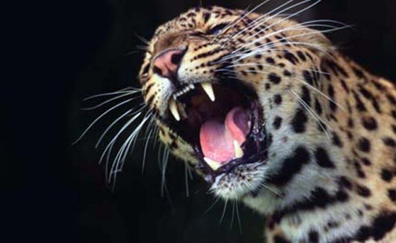 Six-year-old girl dies after attacked by a leopard
