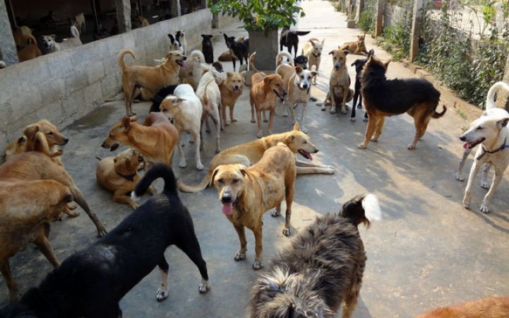 गुरदासपुर में वृद्ध महिला पर आवारा कुत्तों ने बोला हमला, कर दी ऐसी हालत