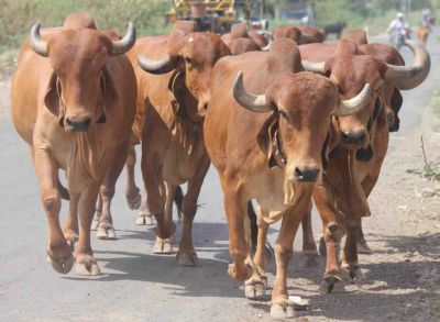 गाय गोद लेने वालों को सम्मानित करेगी राजस्थान सरकार