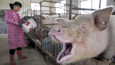 चीन ने मचाया सूअरों का कत्लेआम, 9 लाख से ज्यादा सूअर मारने के पीछे निकली ये वजह
