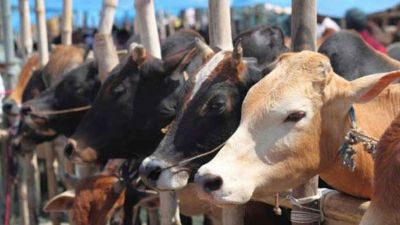 योगीराज में ट्रेन से कटकर 36 गायों की मौत, पटरी पर क्षत-विक्षत पड़े मिले शव