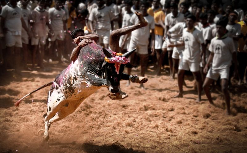 जल्लीकट्टू ने कायम किया एक और नया विश्व रिकॉर्ड, दो की मौत