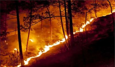 आग की लपटों में जोशीमठ के जंगल