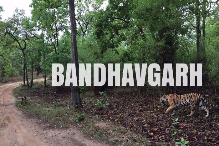बांधवगढ़ में एक बाघ शावक की मौत