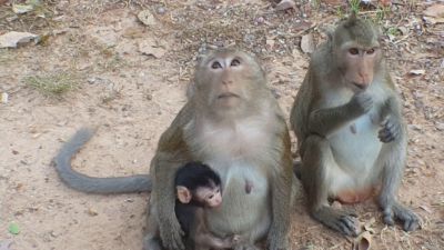 चंबा के भटियात में बंदरों को जहर देने के मामलें में मेनका गांधी तक पहुंची शिकायत