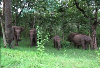 हाथियों के हमले से एक ग्रामीण की मौत