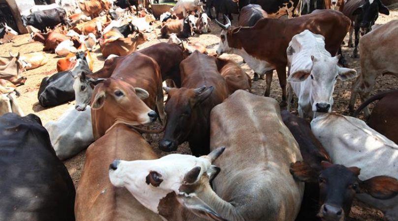 विहिप ने कहा गौ रक्षा हिंसा के पीछे मांस निर्यातकों का हाथ