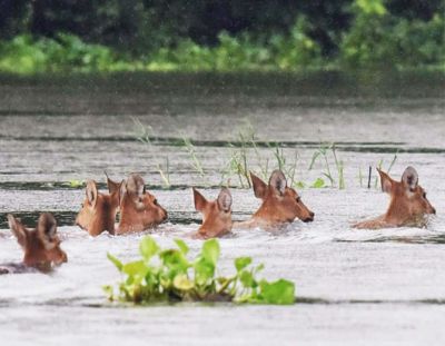 काजीरंगा नेशनल पार्क में जल भराव, कई जानवर फंसे- मरे