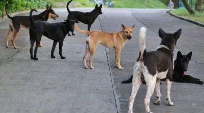 21 years old woman assaulted and left on the road for Stray dogs