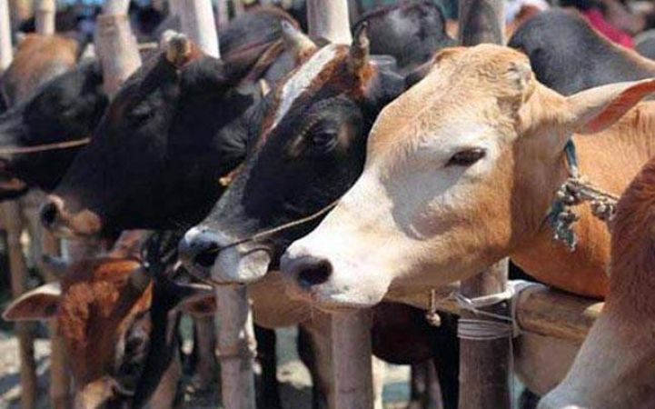 48 पहुंचा मृत गायों का आंकड़ा, इलाके में मचा हड़कंप