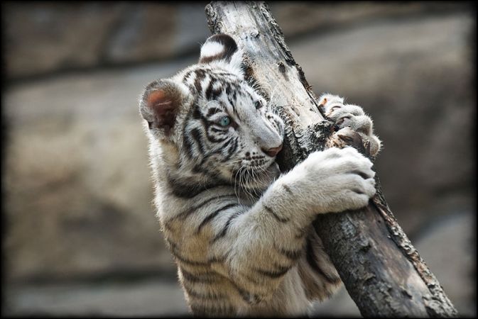International Tiger Day : कुछ रोचक बातें...जंगल की शान की पहचान