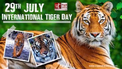 इंटरनेशनल टाइगर डे: बाघ भूखा भी हो, तो भी घास नहीं खाता