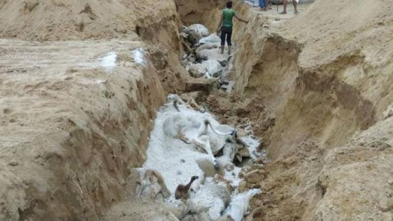 राजस्थान में आसमान से  बरसी आफत, भीषण बारिश  से 615  गायों की मौत