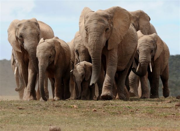 रांची में जंगली हाथी के कुचले जाने से चार की मौत