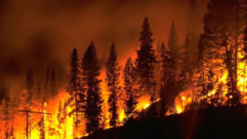 अमेरिका के घने जंगलों में लगी भयानक आग