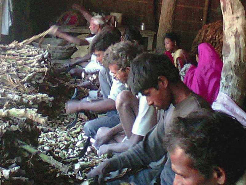 बिहार में तंबाकू से चलती है हजारों घरों की रोजी