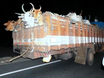 राजस्थान : गौरक्षकों की गुंडागर्दी, मवेशियों से भरे ट्रक ड्राइवरों को पीट-पीटकर कर दिया अधमरा