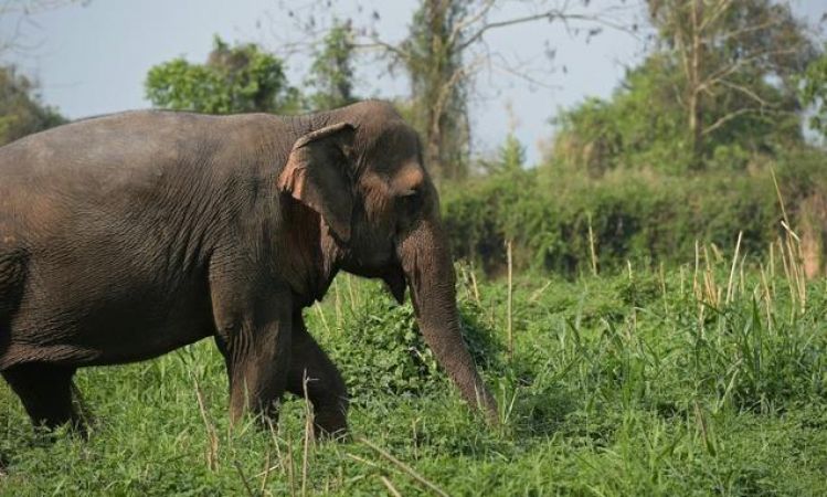 जंगली हाथी के हमले से एक व्यक्ति की मौत