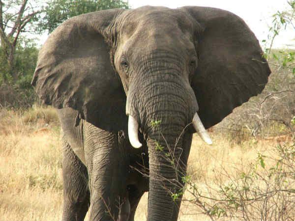 हाथियों के हमले से ग्रामीण परेशान