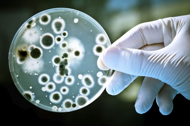 बैक्टीरिया से जुड़े तथ्यों के बारे में जाने