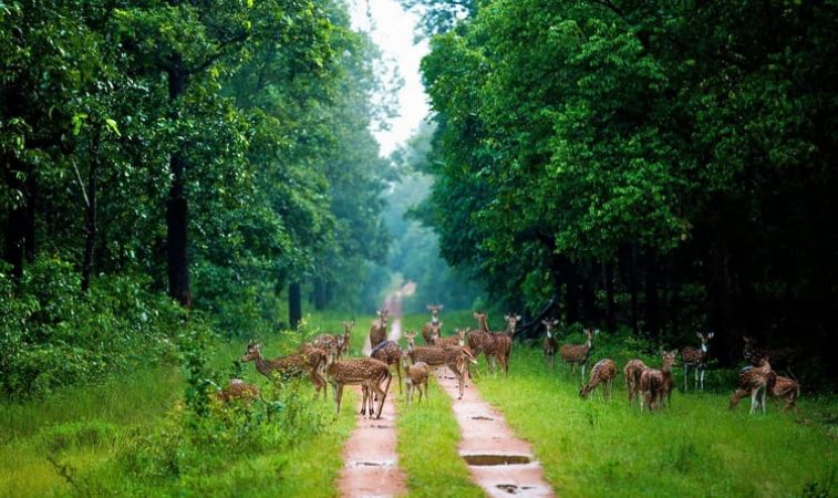 चार माह तक पर्यटकों के लिए बंद रहेगा अभयारण्य