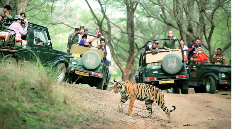 रणथंभौर टाईगर रिज़र्व में ग्रामीण पर बाघ का हमला