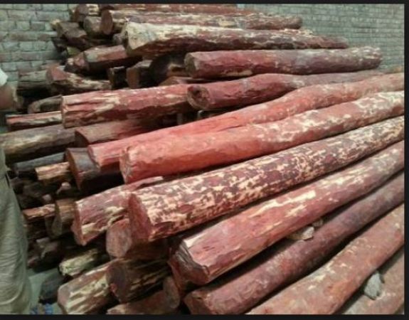 Red sandalwood worth Rs 9.22 crore seized from two women