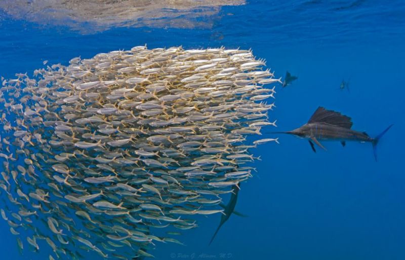 2030 तक समुद्र में मछलियों से अधिक हो जाएगा ये हानिकारक तत्व, वैज्ञानिकों ने बताया बड़ा खतरा