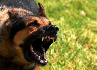 वाराणसी में पागल कुत्ते ने डेढ़ दर्जन से ज्यादा बच्चों को बनाया शिकार