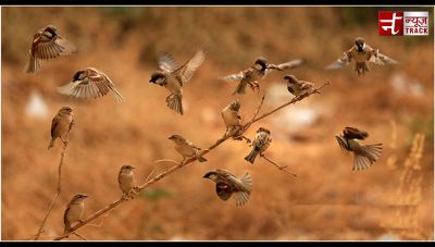 World Sparrow Day : आइए सभी मिलकर गौरैया को बचाएं