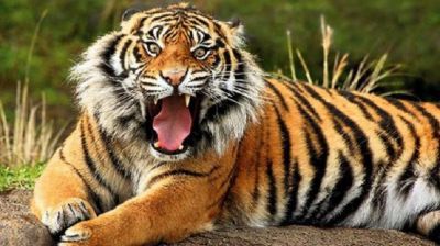 वर्चस्व के लिए दो बाघों की लड़ाई, एक बाघ की मौत