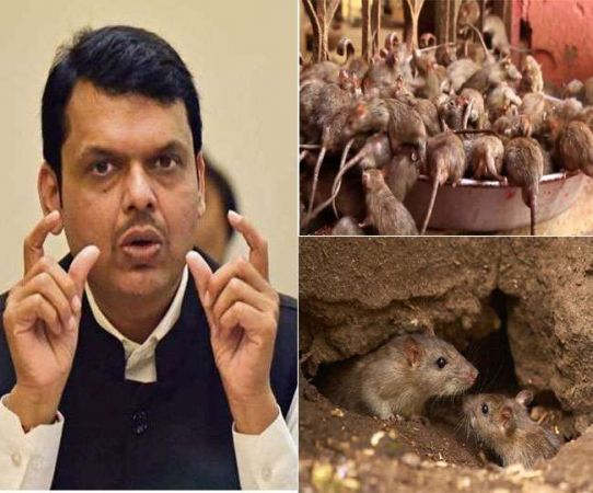 चूहों की संख्या पर महाराष्ट्र सरकार की सफाई