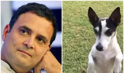 किसने कहा, राहुल का कुत्ता पीडी चलाता है उनका ट्विटर अकॉउंट