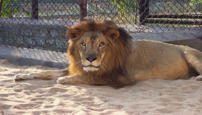 दो साल में 184 बब्बर शेरों की मौत
