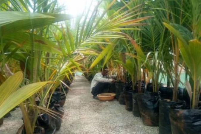राजस्थान में अब नारियल की खेती की तैयारी