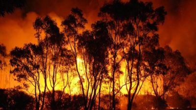 थमने का नाम नहीं ले रही उत्तराखंड के जंगलों में लगी आग, हुआ लाखों का नुकसान