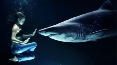 शार्क हो सकती हैं इंसानों से समझदार- रिसर्च