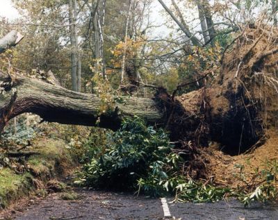 उत्तराकाशी :  मोरी ब्लॉक में पेड़ के गिरने से तीन की मौत, एक गंभीर
