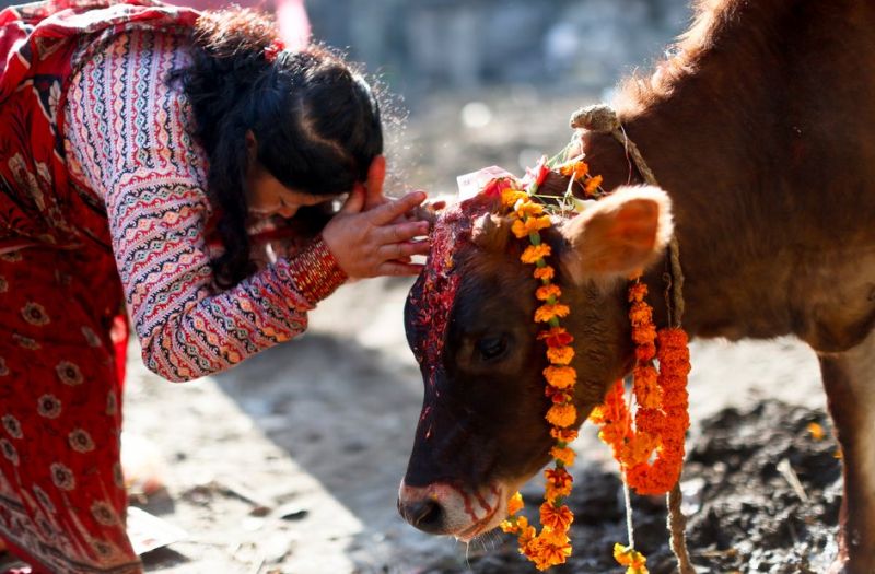 ‘गाय गोद लेने’ के लिए 100 करोड़ रुपये दान करेंगे इस राज्य के सरकारी कर्मचारी