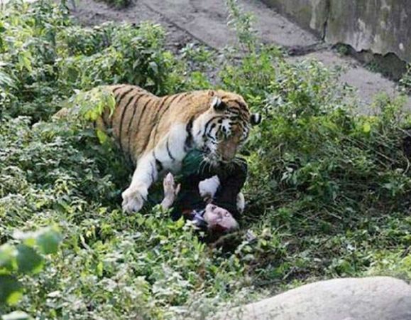 जू-कीपर महिला पर बाघ ने किया हमला