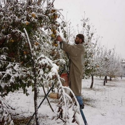 कश्मीर में मौसम की मार, सेब किसानों को 500 करोड़ का नुकसान