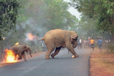 जलते हाथी की इस फोटो ने जीता अवॉर्ड