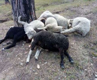 उत्‍तरकाशी में जहरीली घास खाने से हुई 50 भेड़ों की मौत