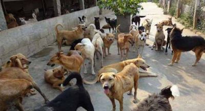 दिल्ली में छाया आवारा कुत्तों और बंदरों का आतंक