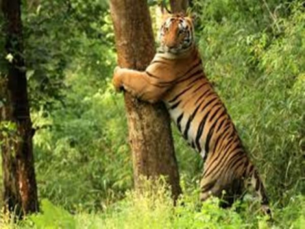 कान्हा नेशनल पार्क: नर बाघ ने किया हमला, दो शावकों की मौत